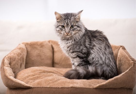 katzenbetten katzenbett erhöht