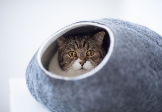 Katze in Katzenhöhle aus Filz Katzenbett