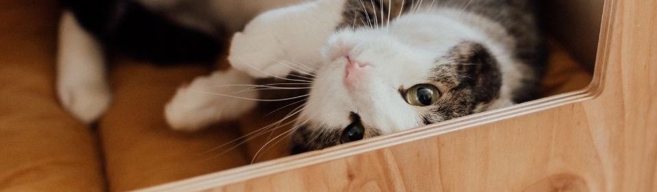 Katzenhöhle aus Holz mit Katze